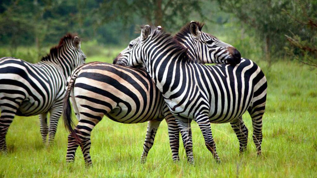 Mburo National Park