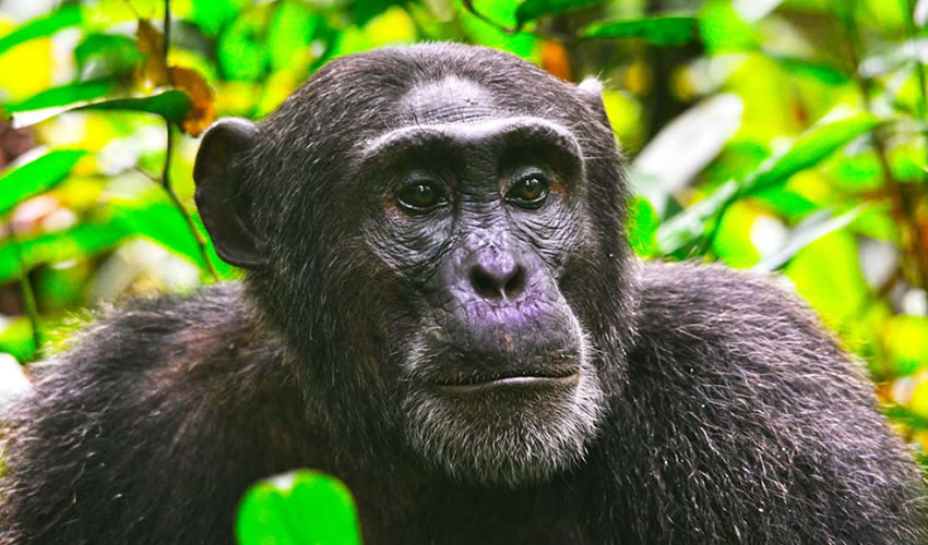 Kibale National Park